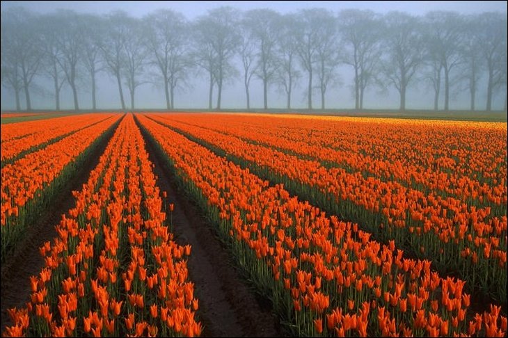 tulips025.jpg