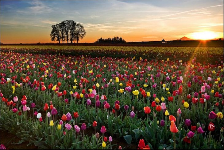tulips024.jpg